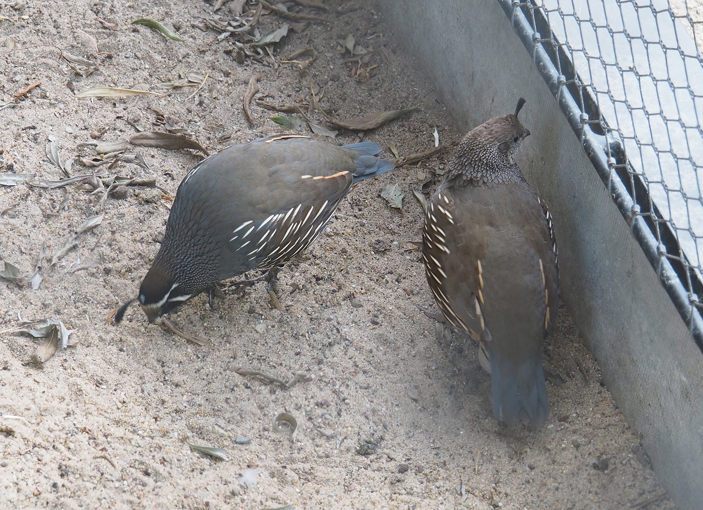 Californian quails (Callipepla californica), 2022-08-16
