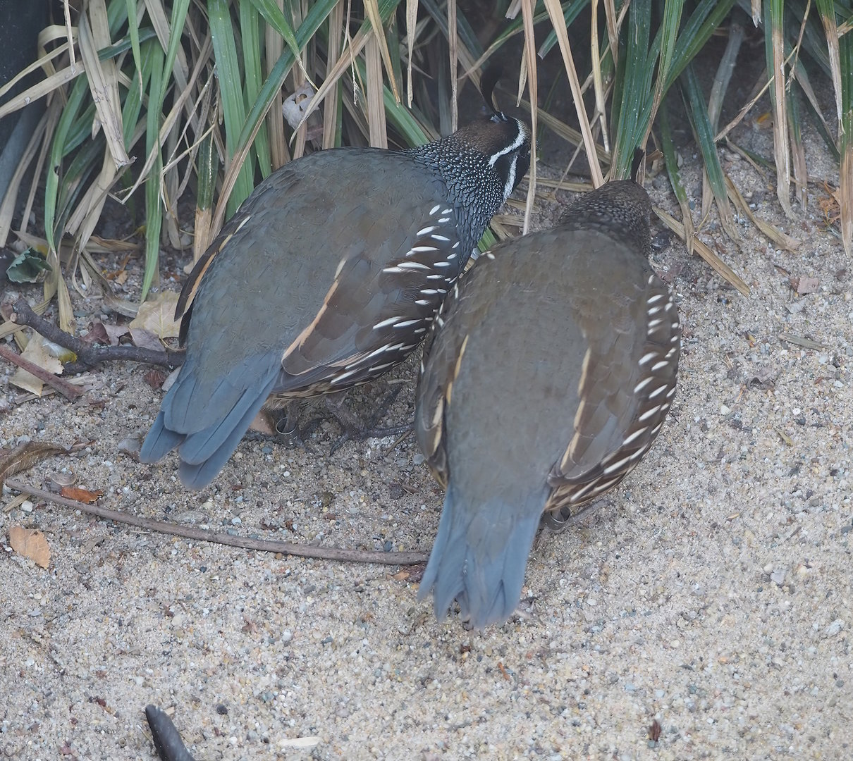 Californian quails (Callipepla californica), 2022-08-16