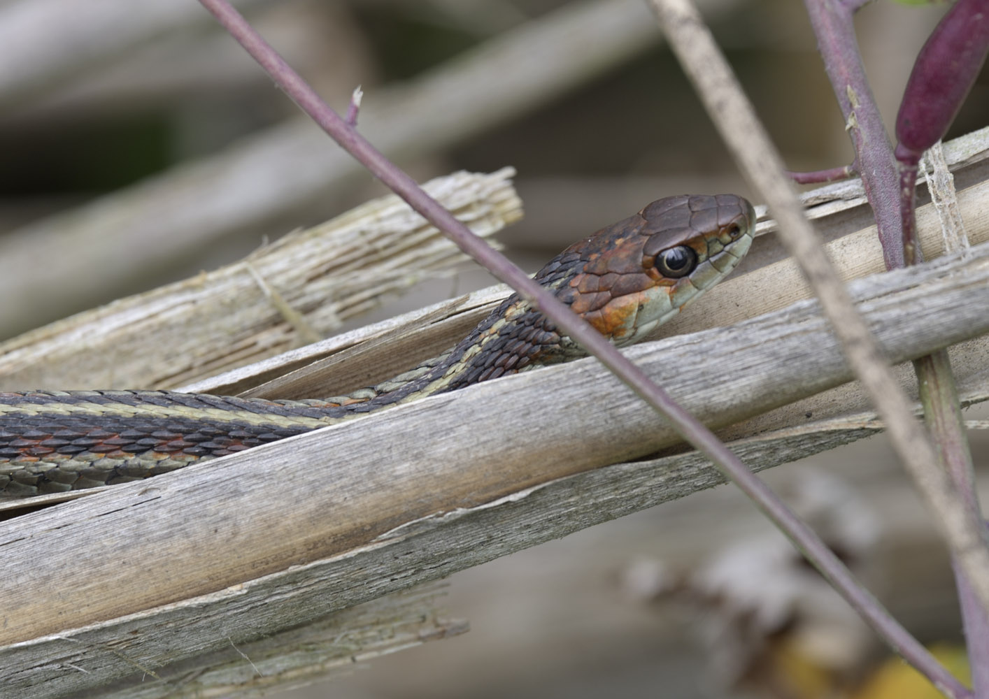Californian red-sided garter snake