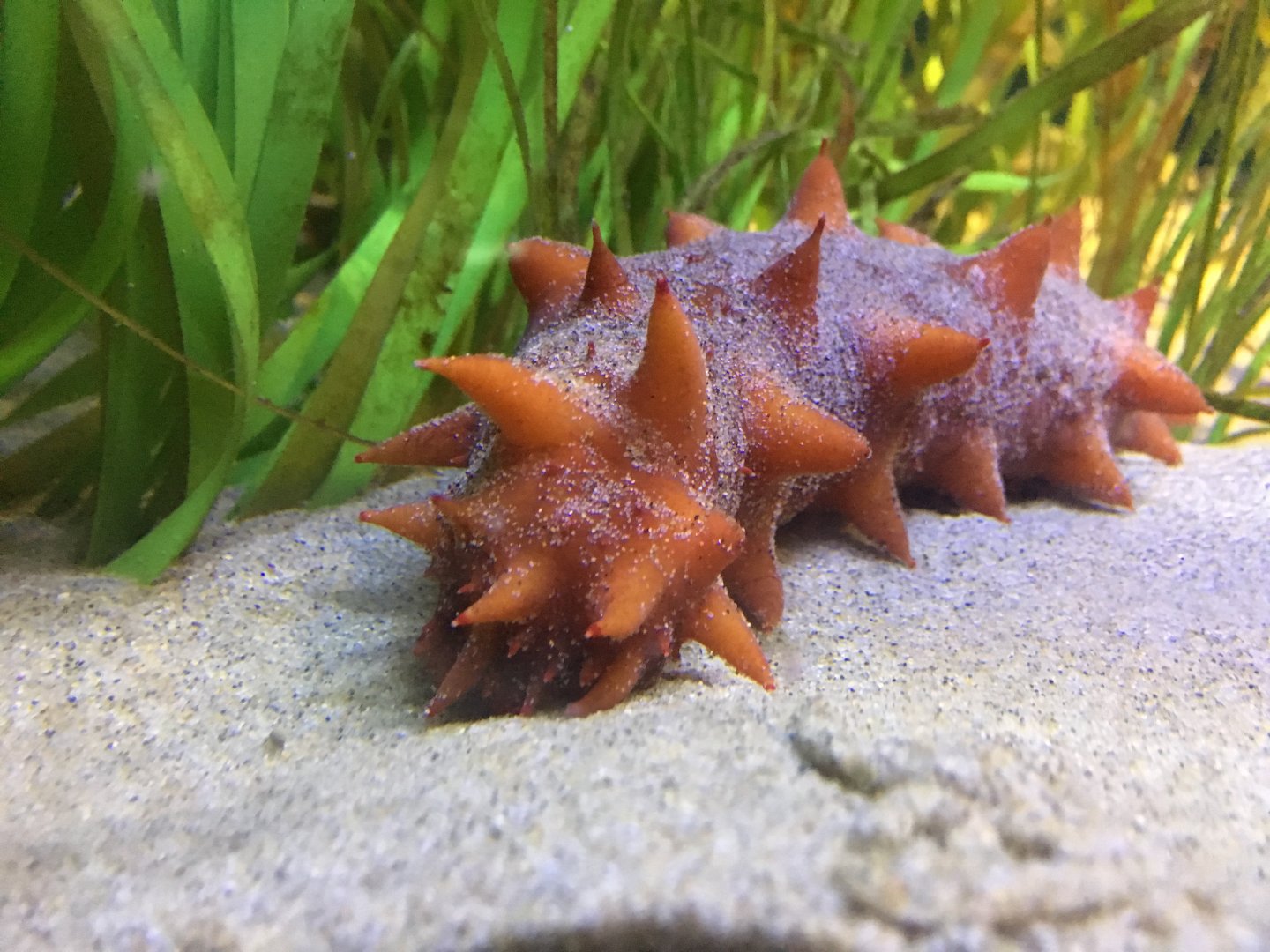 Californian Sea Cucumber