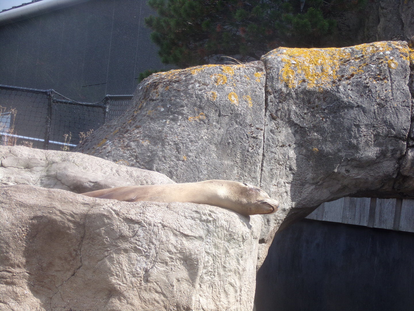 Californian sea lion 13.7.23