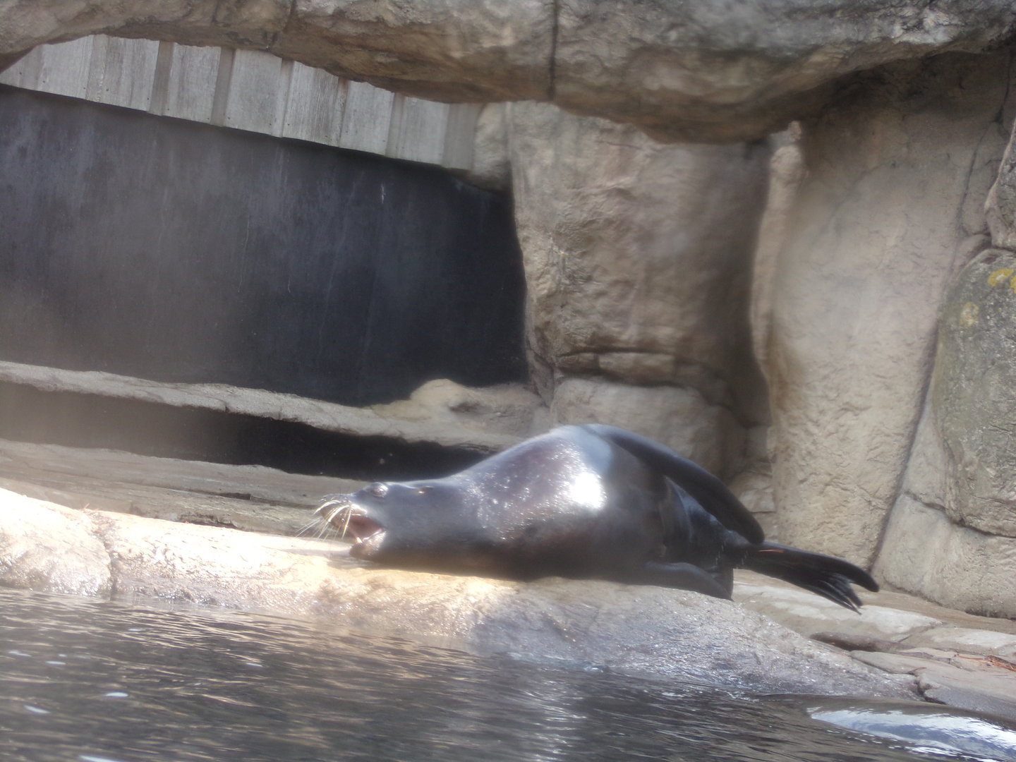 Californian sea lion 13.7.23