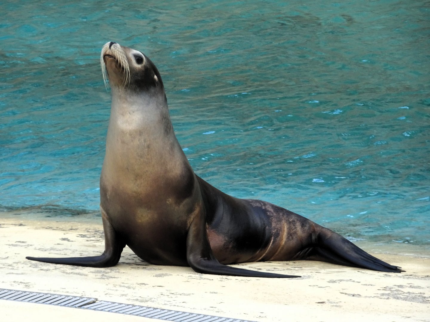 Californian Sea Lion  31 August 2025