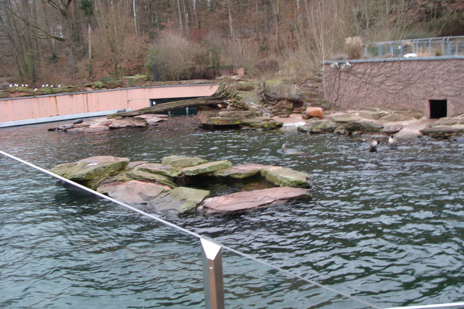 californian sea lion and common seal pool