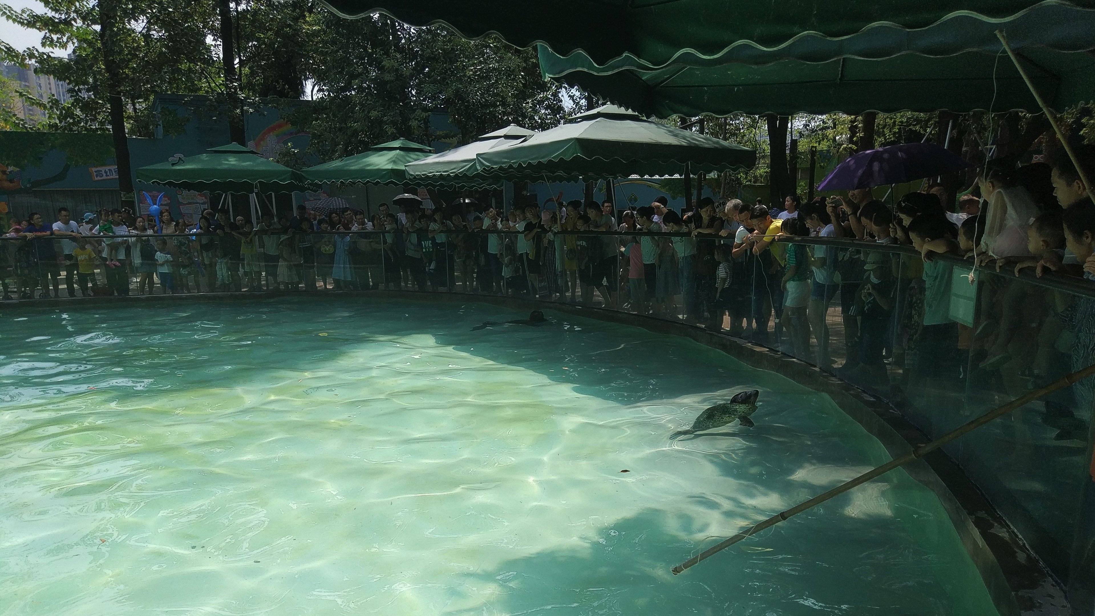 Californian Sea Lion and Spotted Seal Pool