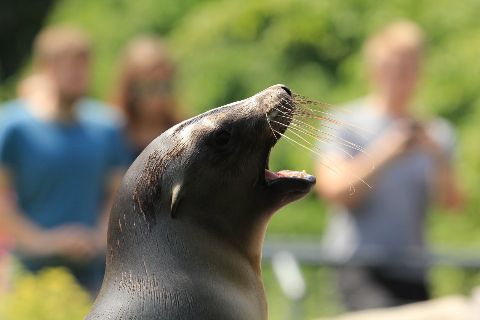 Californian Sea-Lion (April 2018)