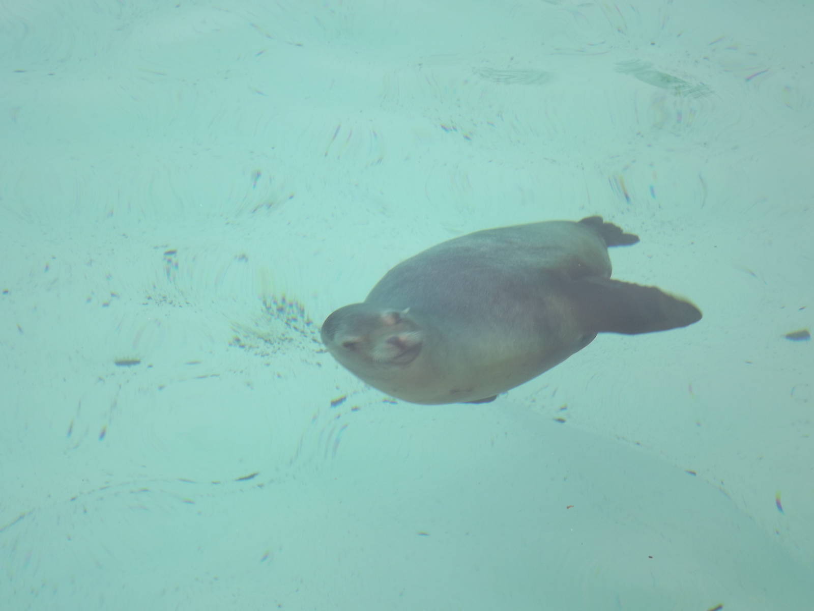 Californian Sea Lion at Blackpool Zoo 11/03/12