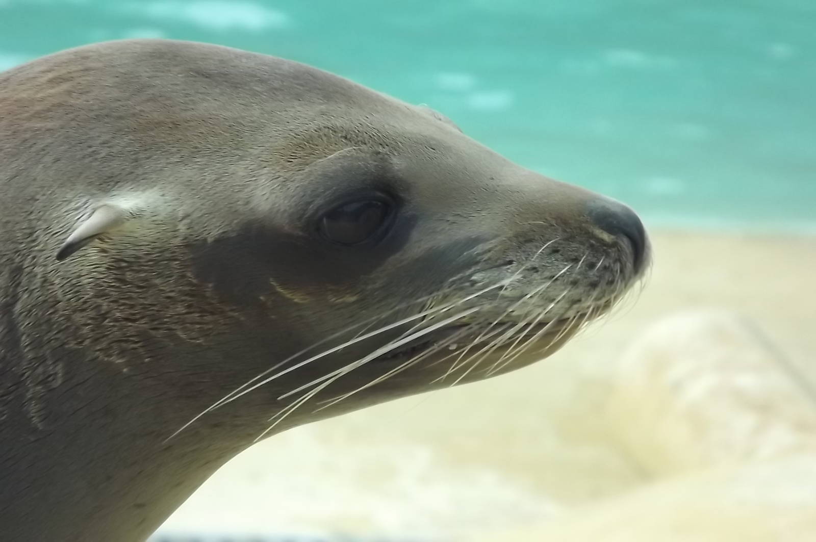 Californian Sea Lion at Blackpool Zoo 14/07/12
