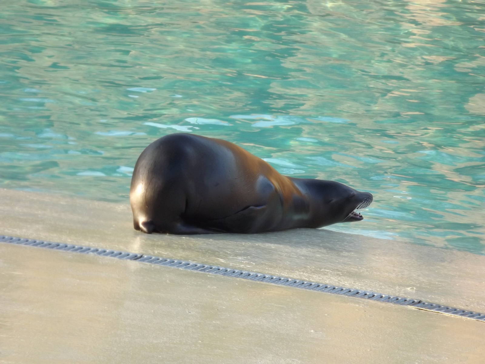 Californian Sea lion at Blackpool Zoo 15/01/12