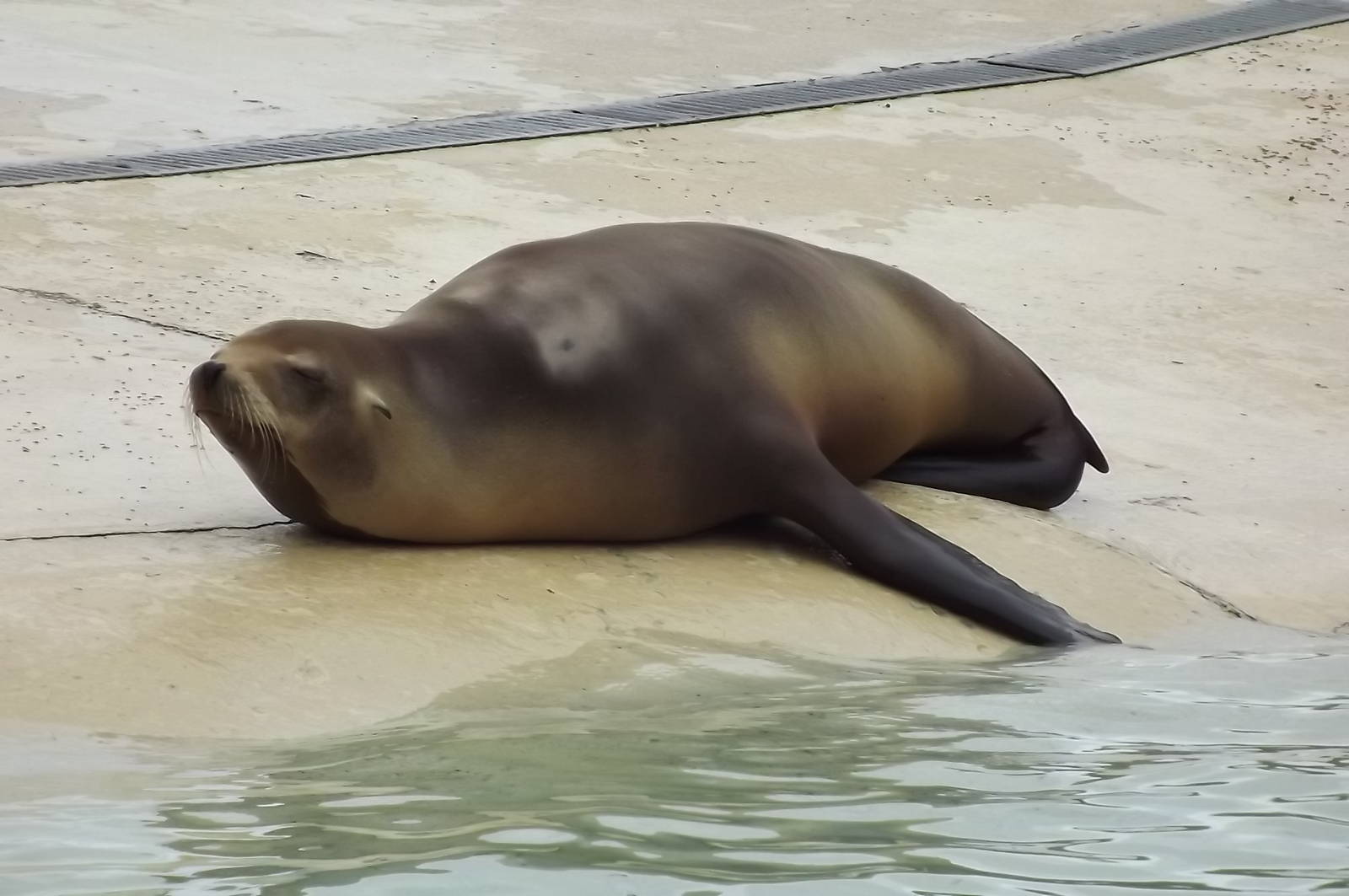 Californian Sea Lion at Blackpool Zoo 16/06/12