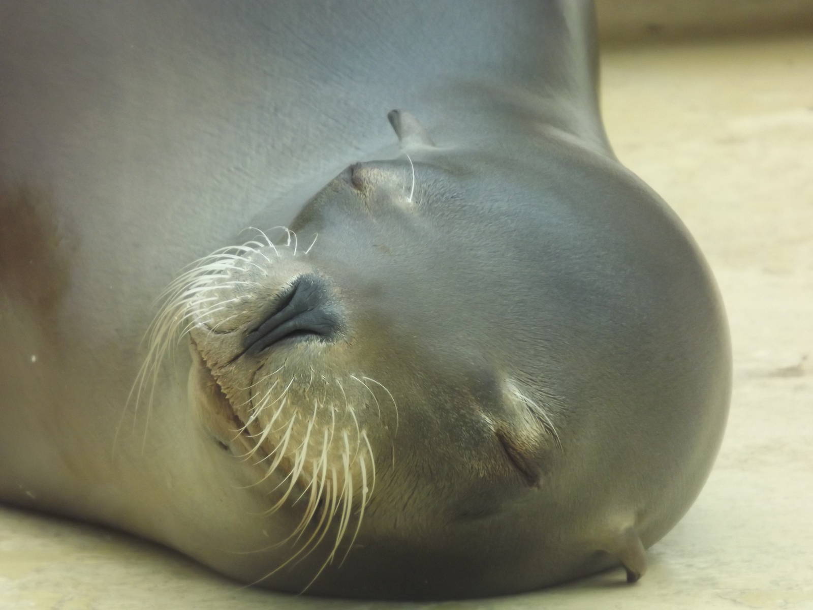 Californian Sea Lion at Blackpool Zoo 19/05/12