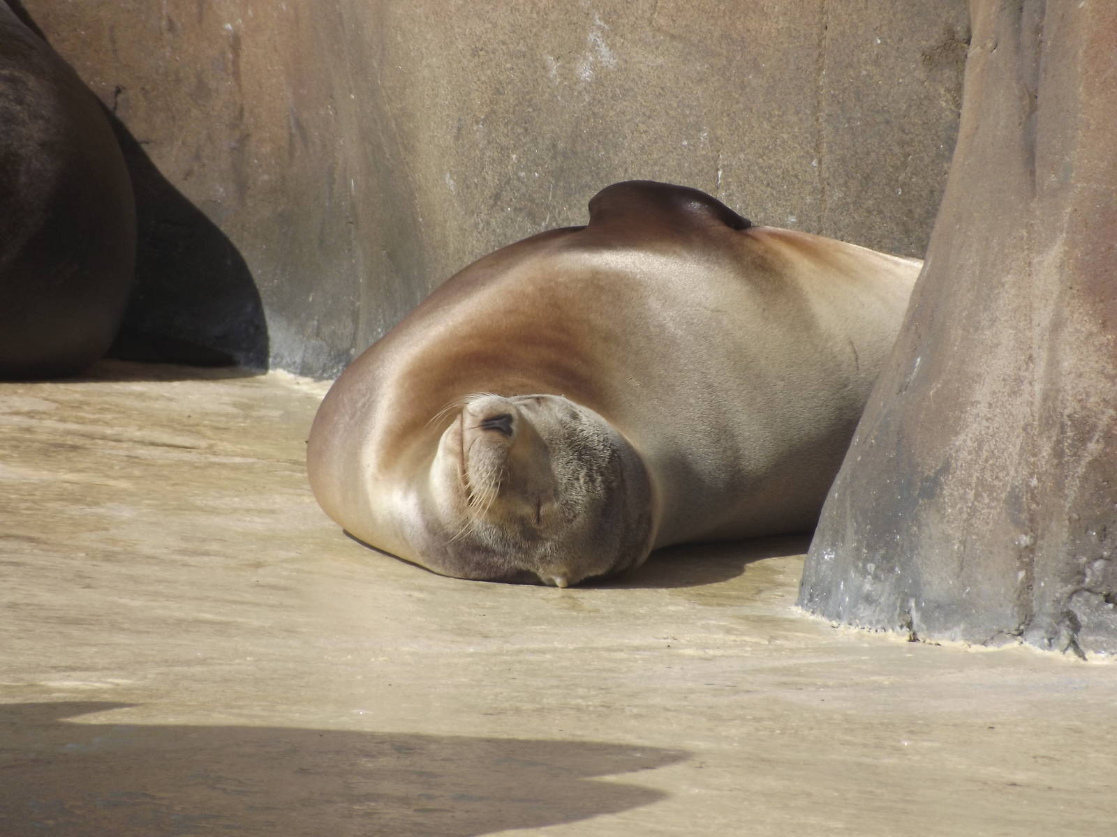 Californian Sea Lion at Blackpool Zoo 25/03/12