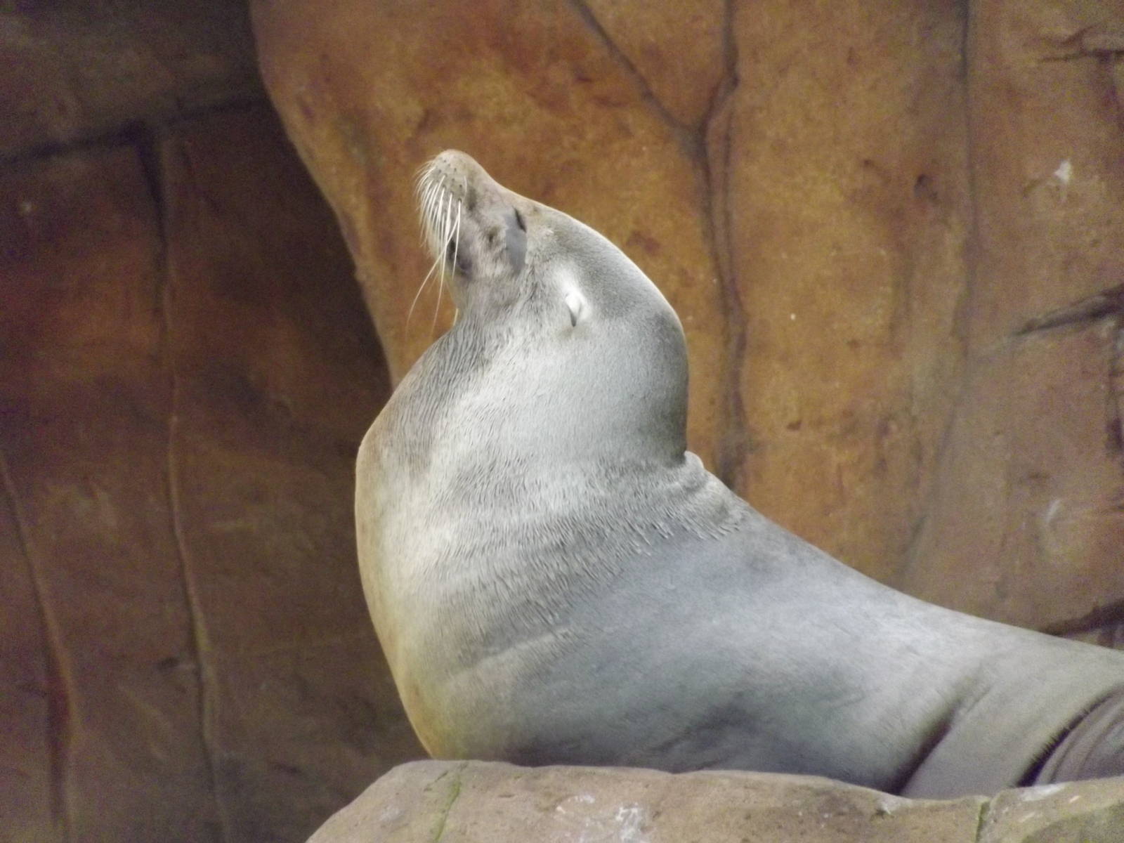 Californian Sea Lion at Blackpool Zoo 26/02/12