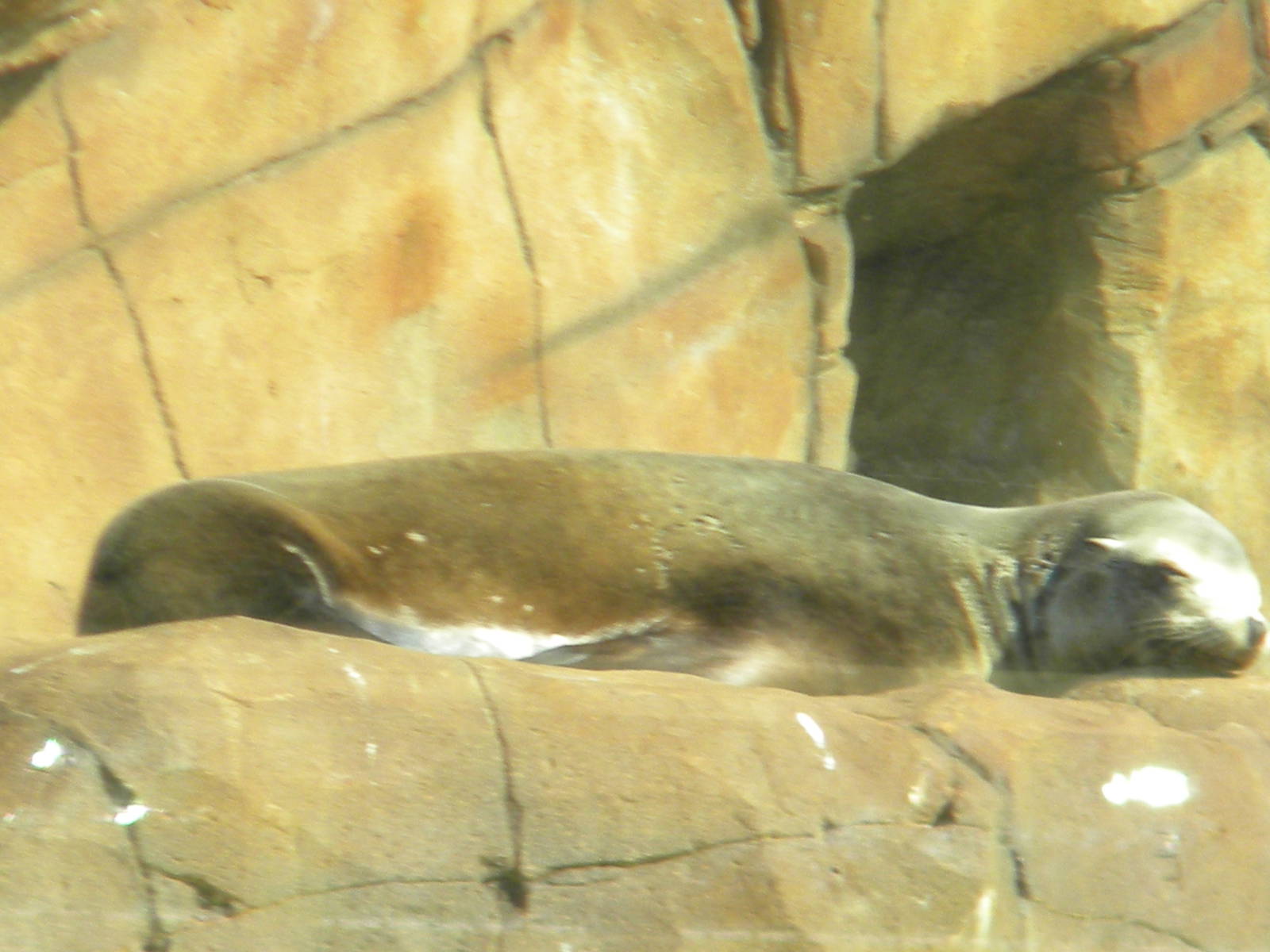 Californian Sea Lion at Blackpool Zoo 9th April 2011