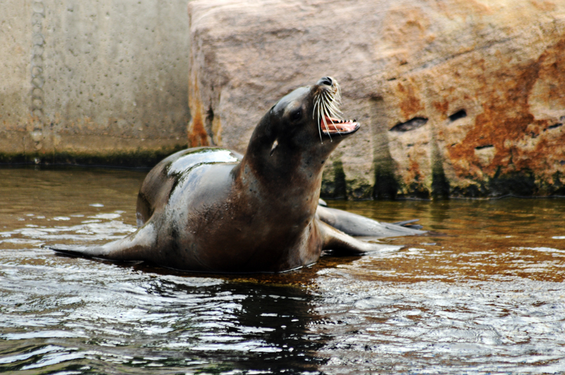 Californian sea lion at Nurnberg