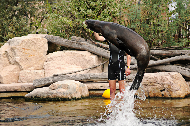Californian sea lion at Nurnberg