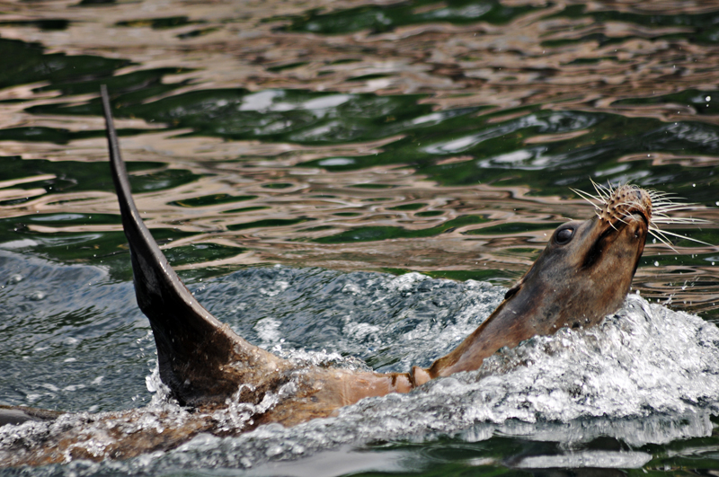 Californian sea lion at Nurnberg