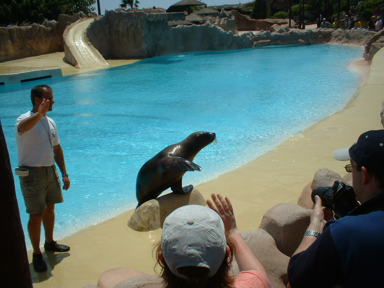 Californian sea lion at Rancho Texas Park, Lanzarote, 29 April 2007