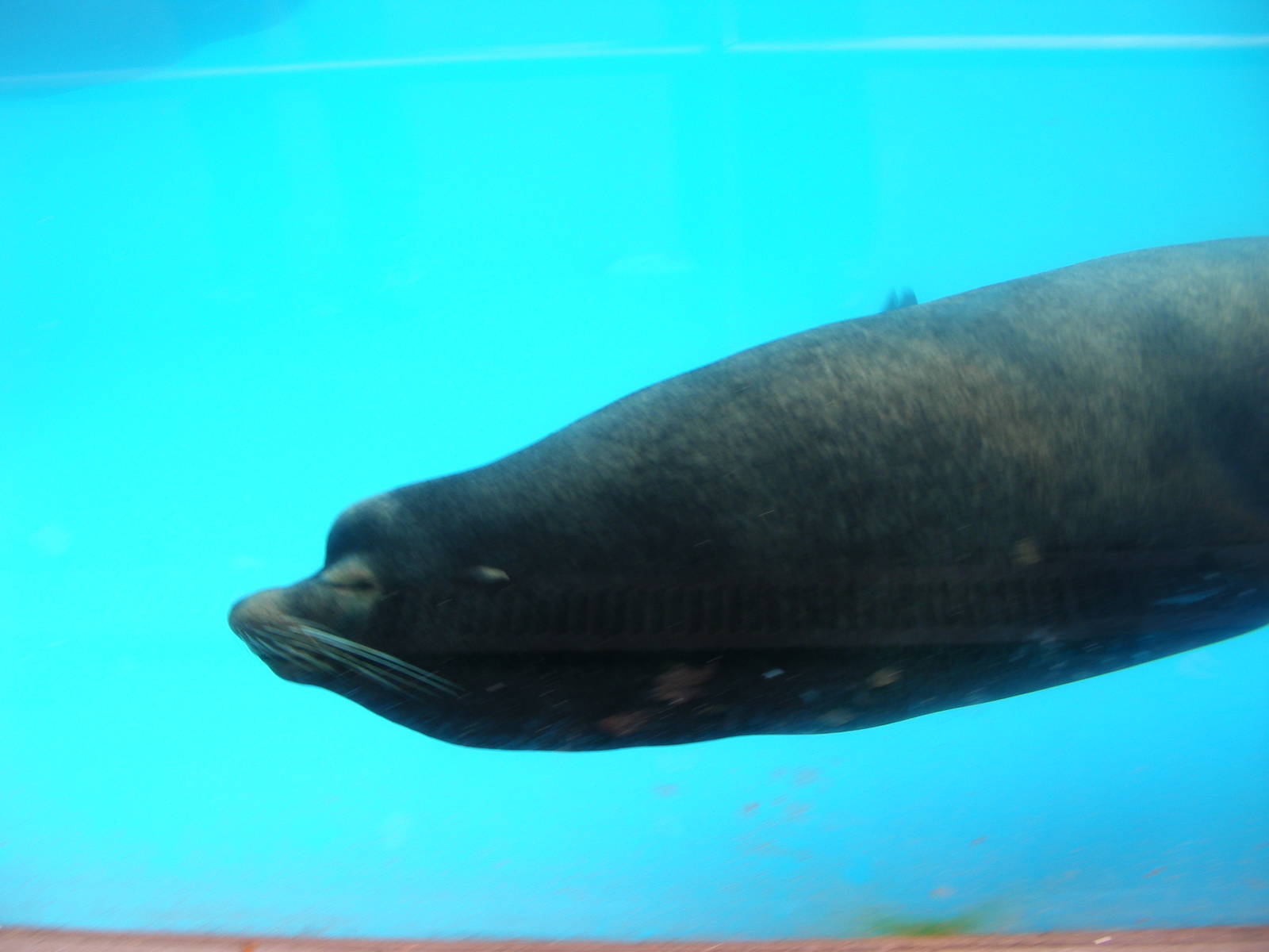 Californian sea lion at West Midland Safari Park, 13 February 2010