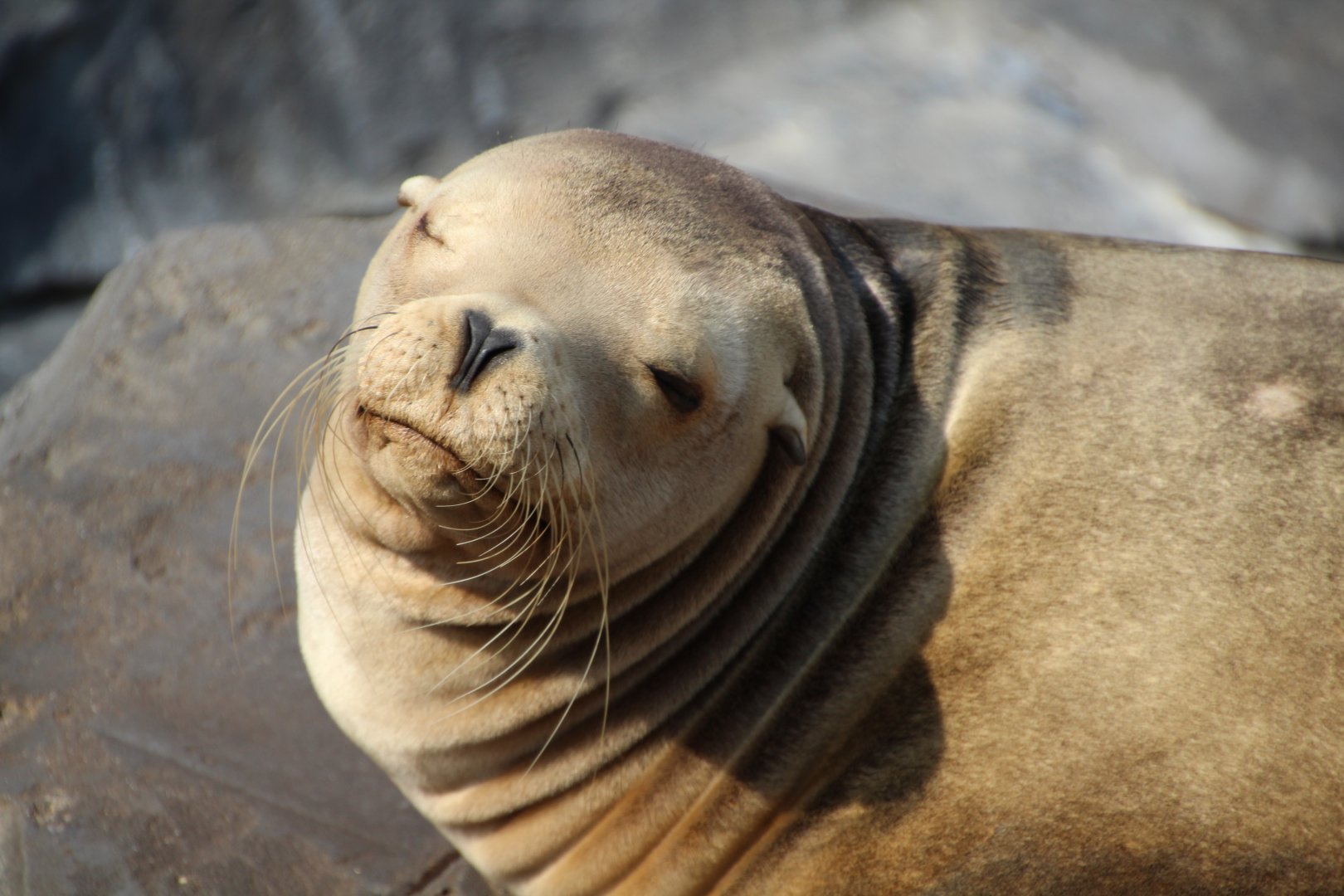 Californian sea lion - August 2018