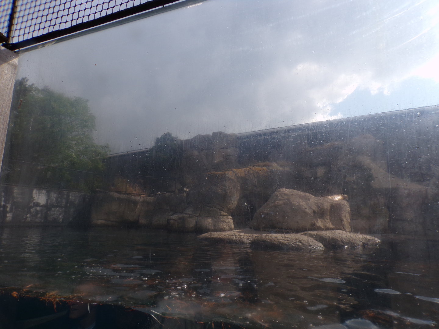 Californian sea lion enclosure 13.7.23