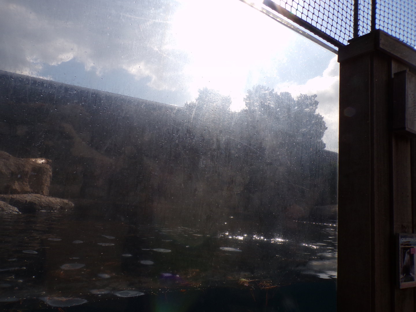 Californian sea lion enclosure 13.7.23