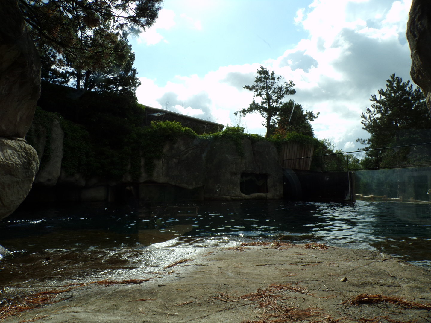 Californian sea lion enclosure 13.7.23