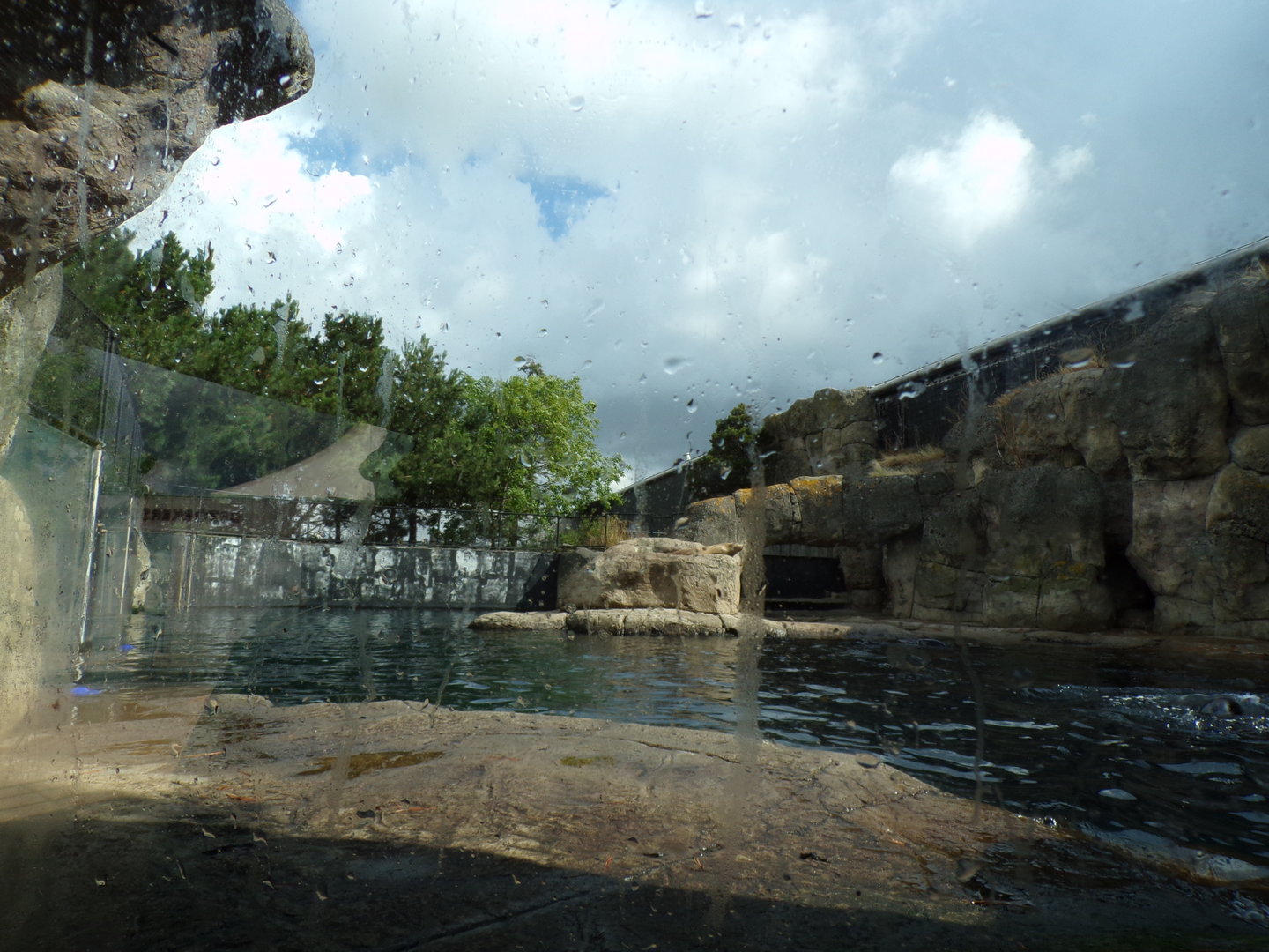 Californian sea lion enclosure 13.7.23