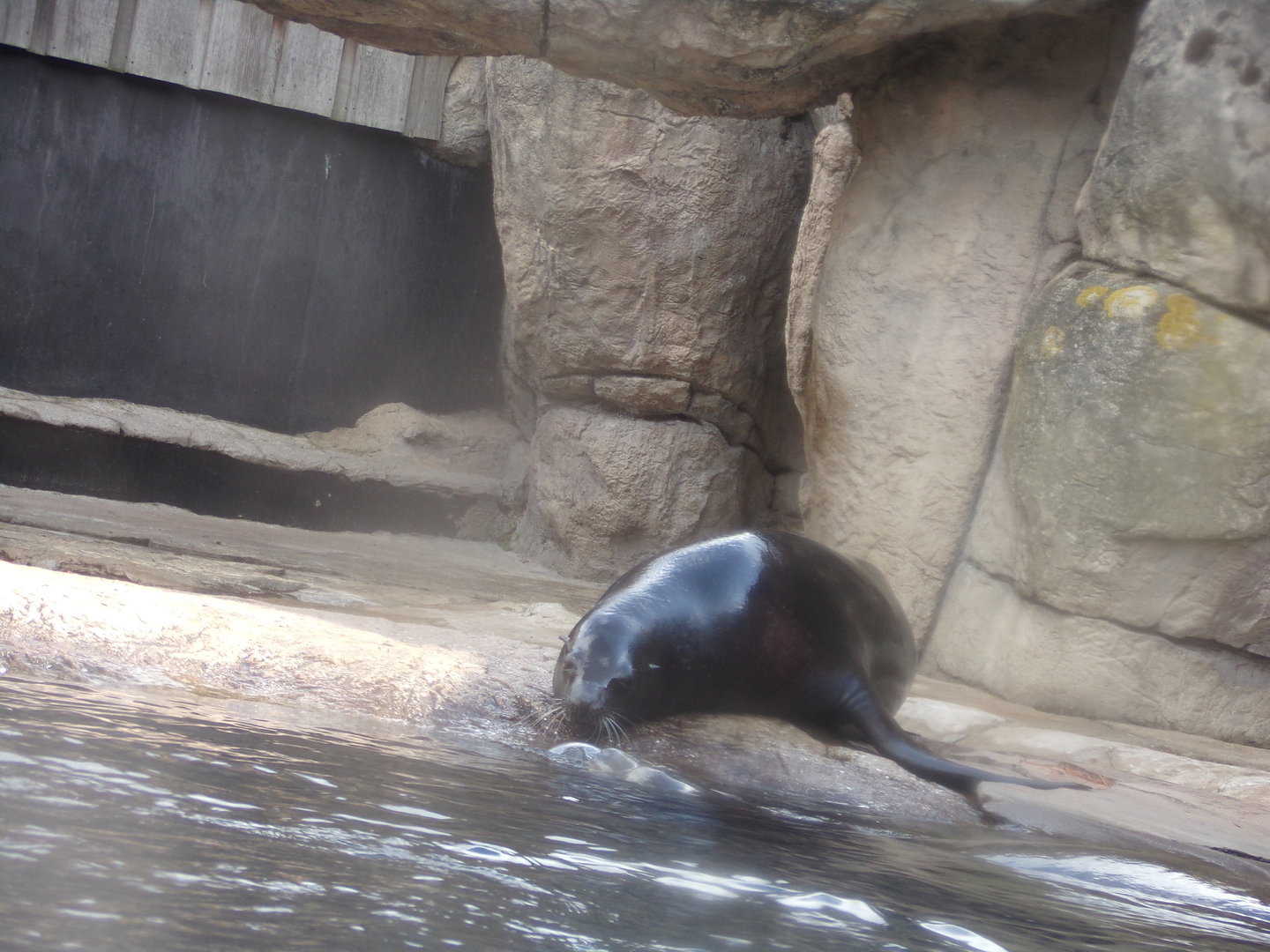Californian sea lion enclosure 13.7.23