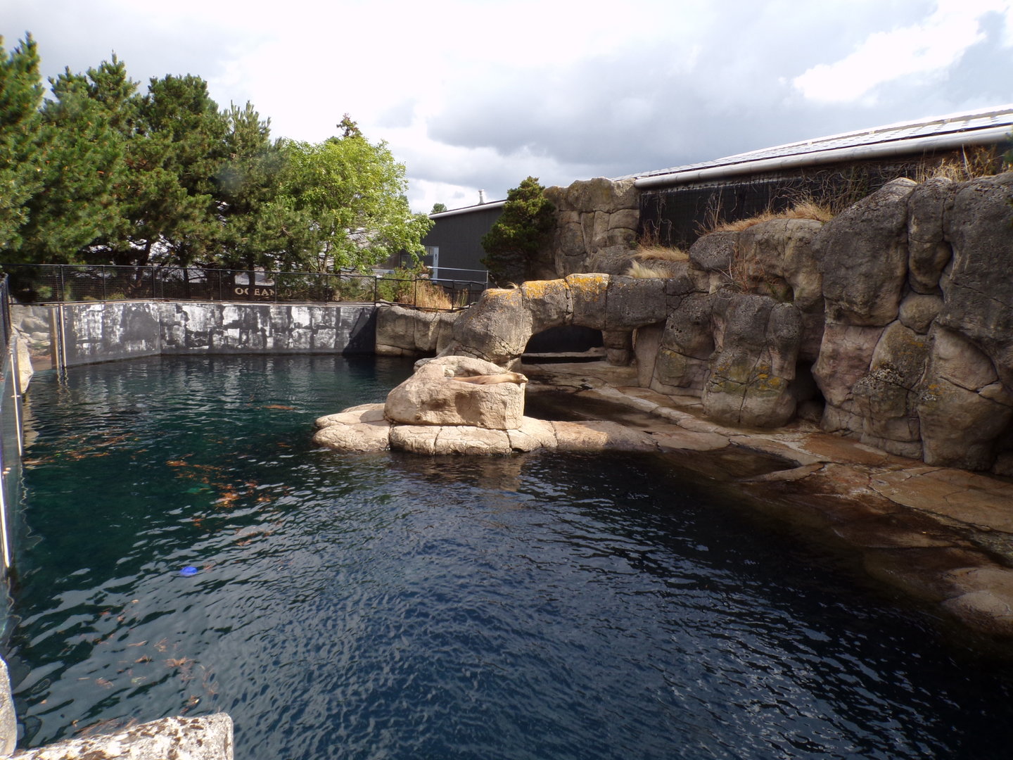 Californian sea lion enclosure 13.7.23