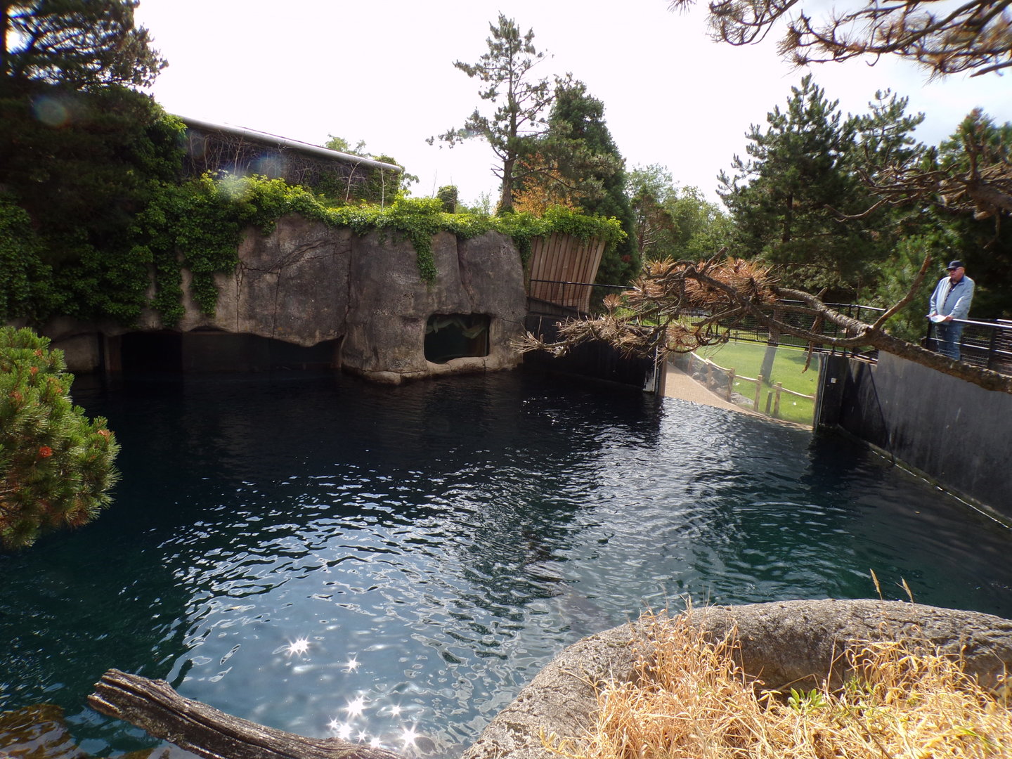 Californian sea lion enclosure 13.7.23