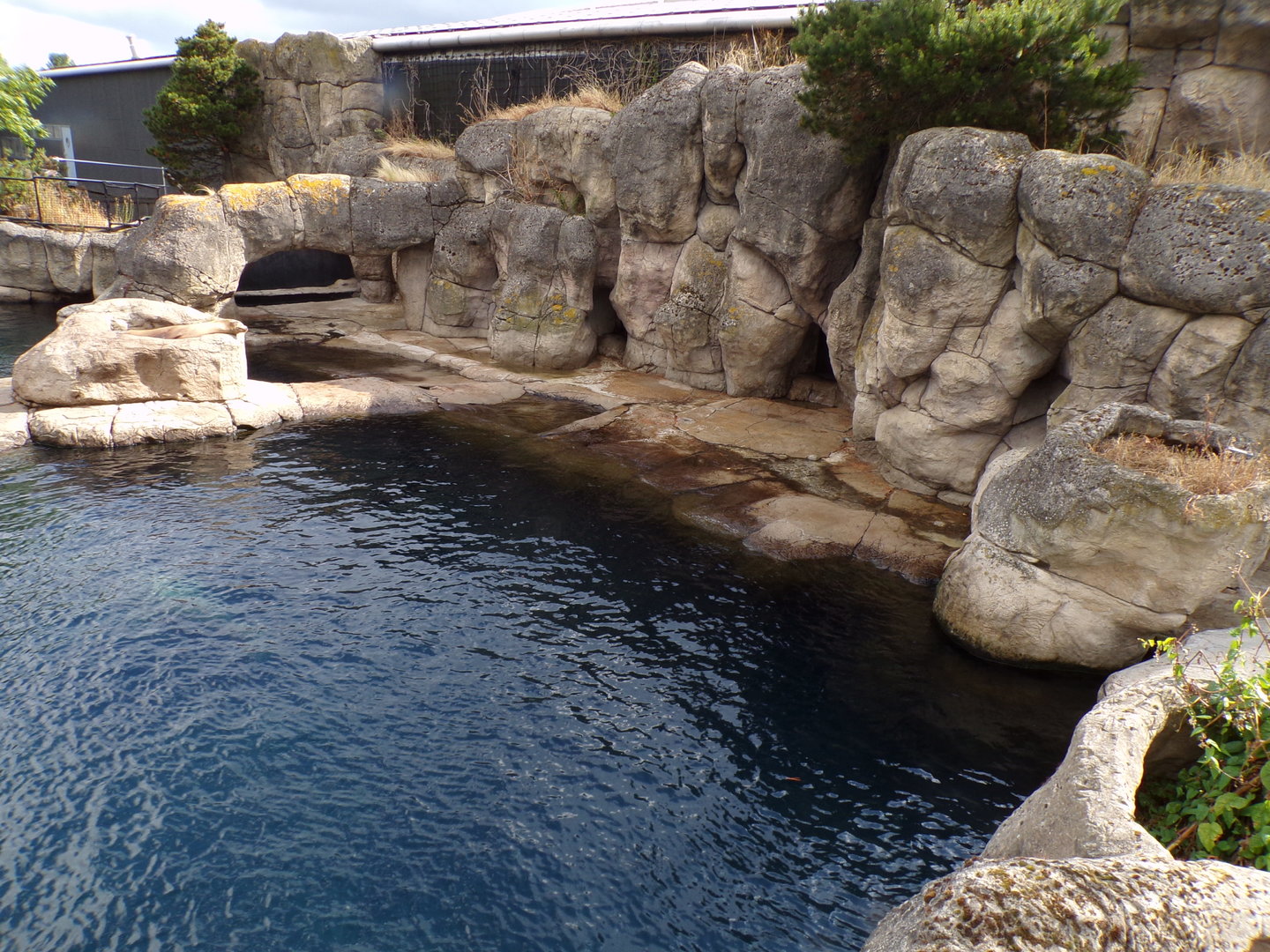 Californian sea lion enclosure 13.7.23