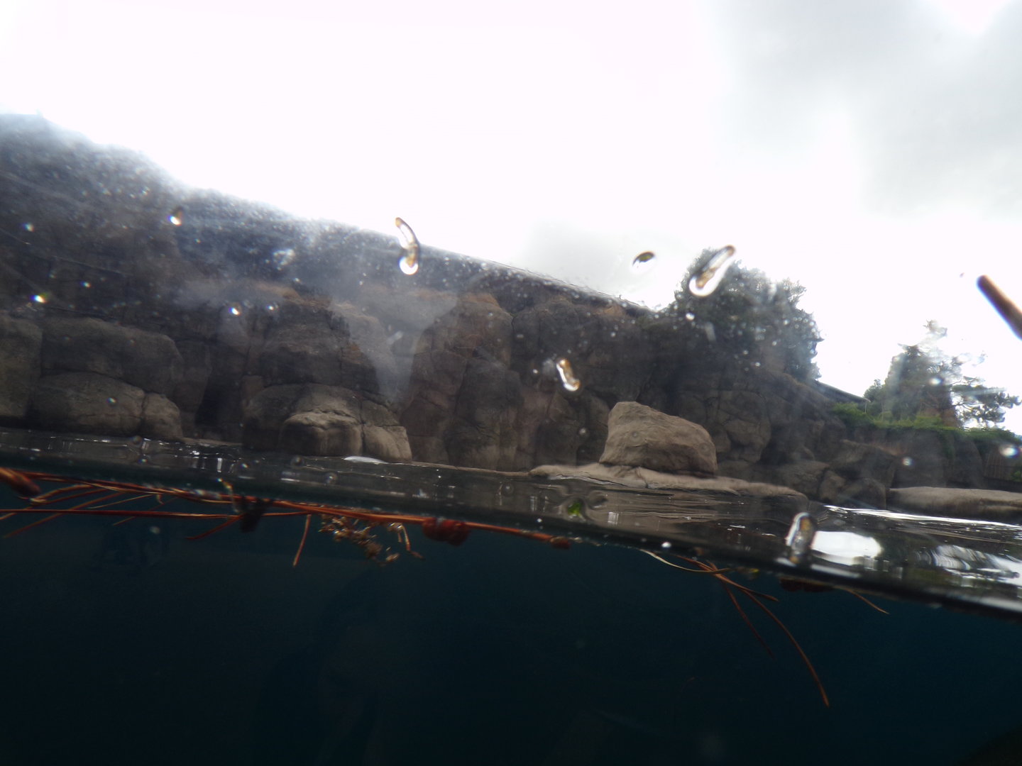 Californian sea lion enclosure 13.7.23