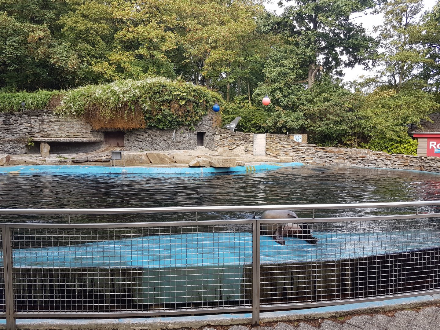 Californian sea-lion enclosure