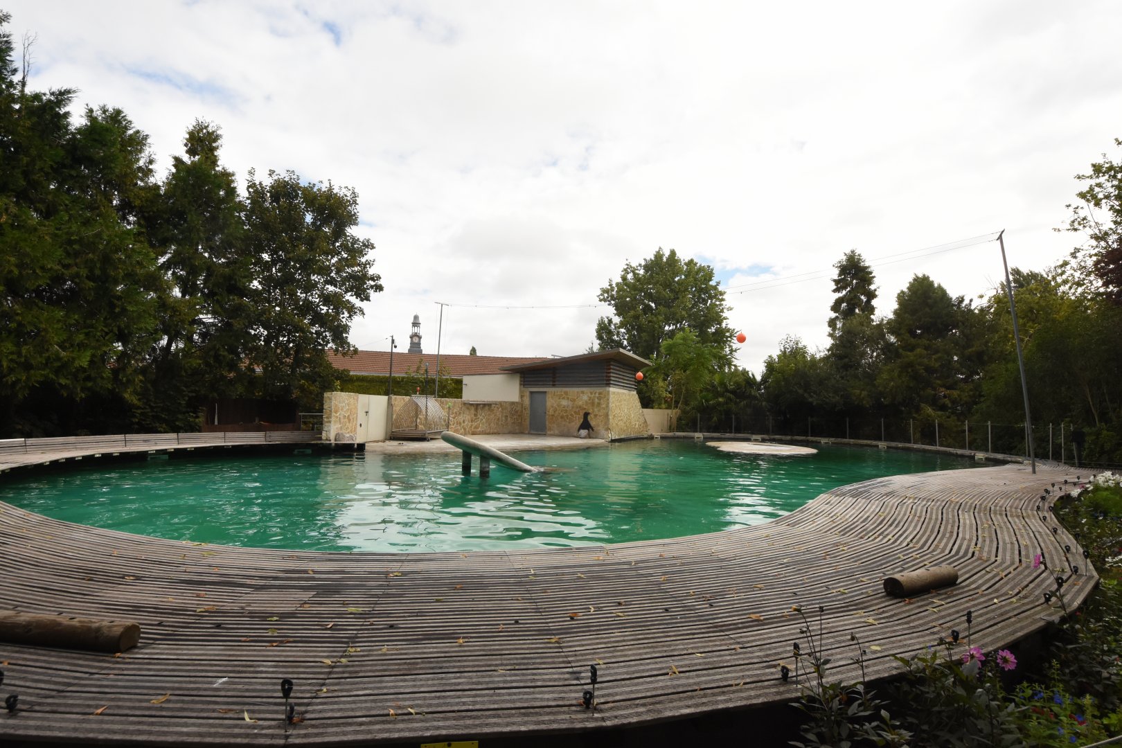 Californian Sea Lion enclosure