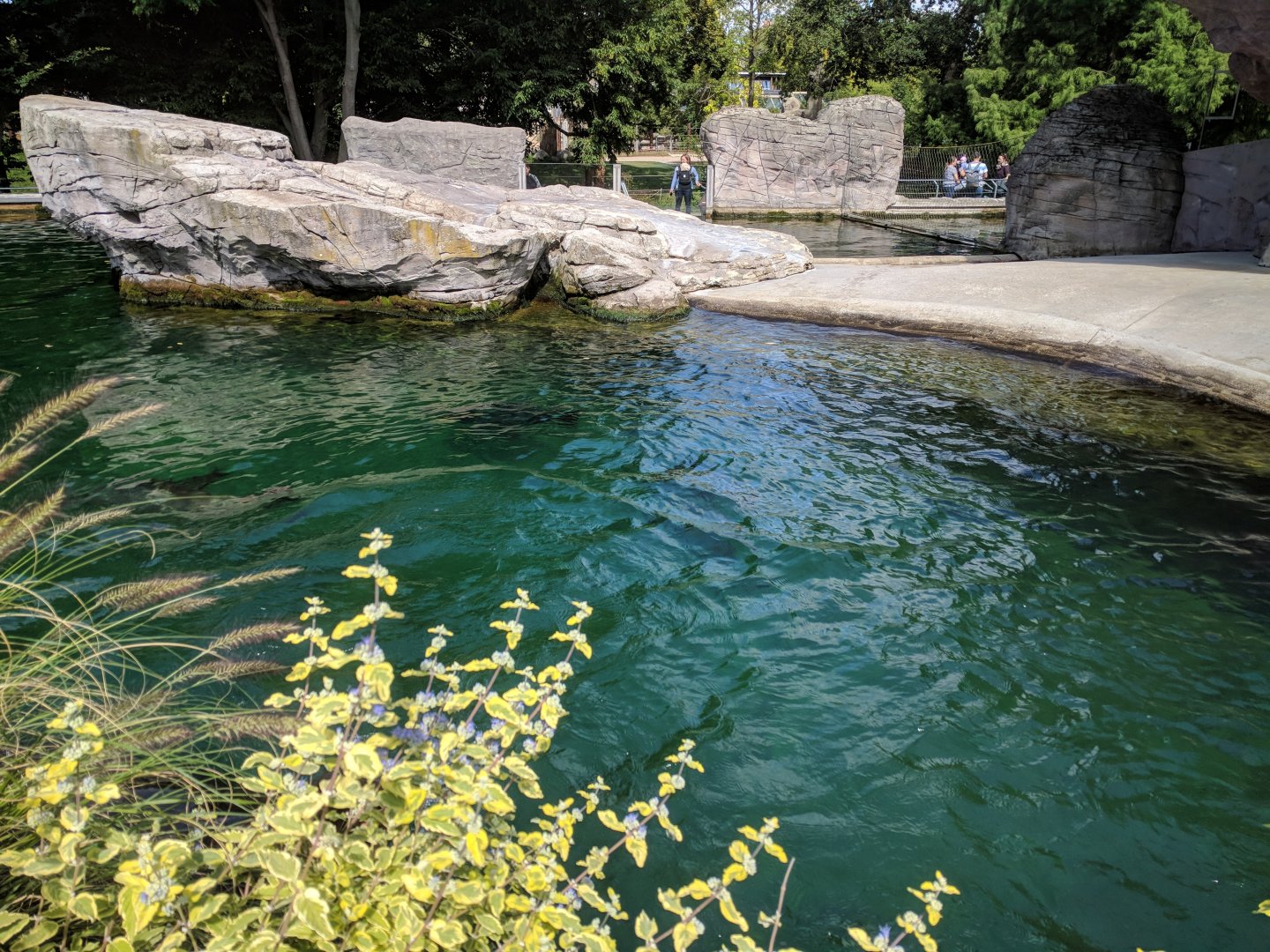 Californian Sea Lion Enclosure