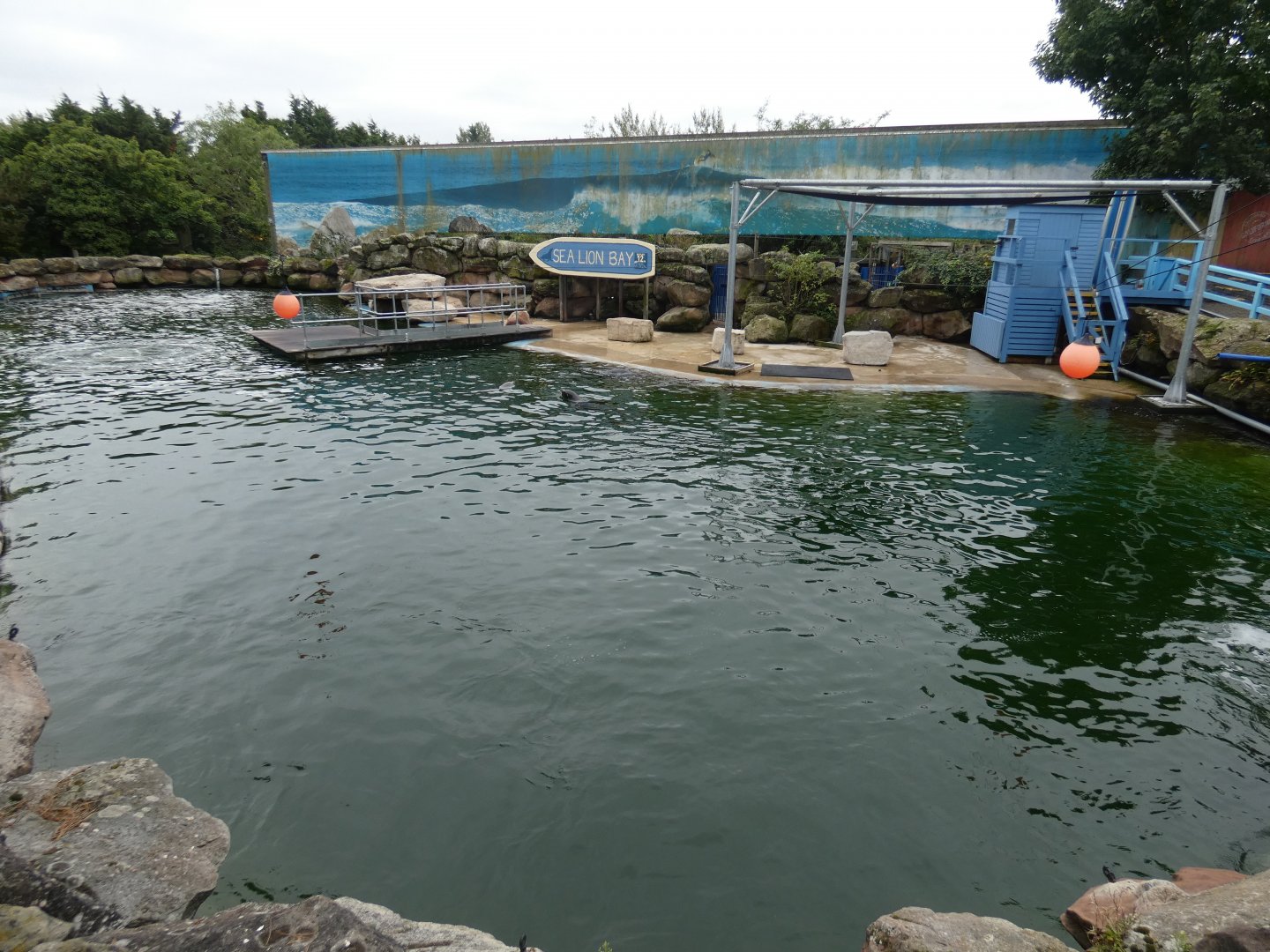 Californian sea lion enclosure