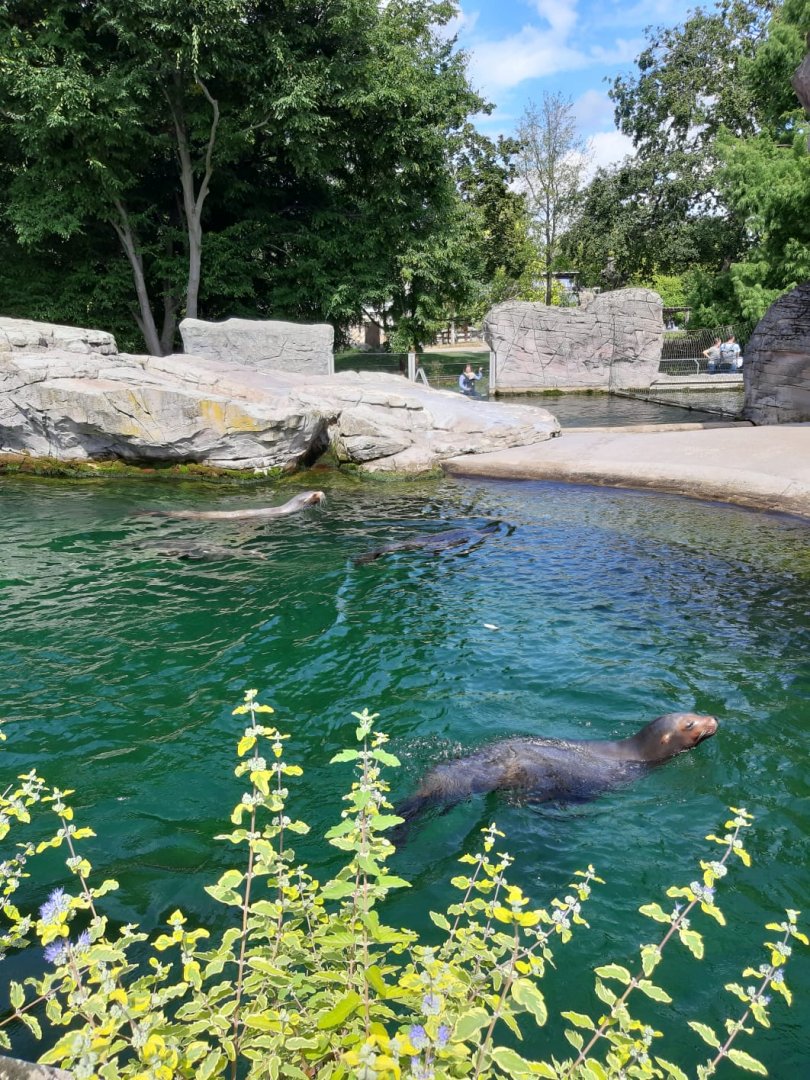 Californian Sea Lion in bis Enclosure
