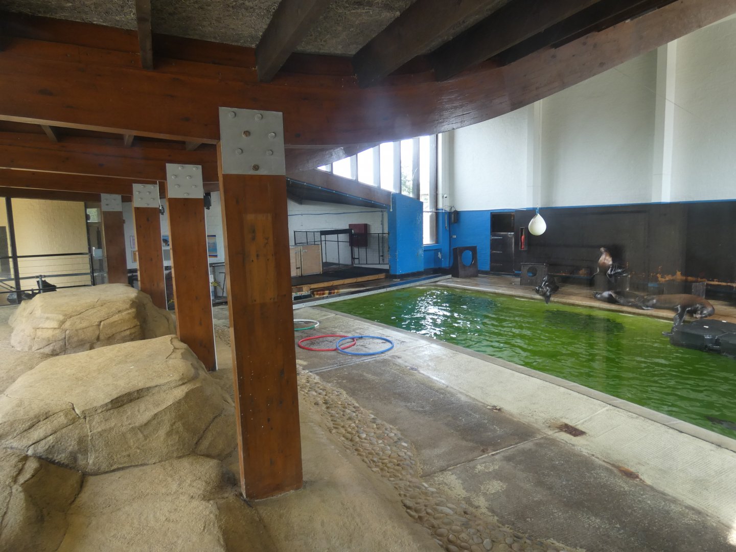 Californian Sea Lion indoor enclosure