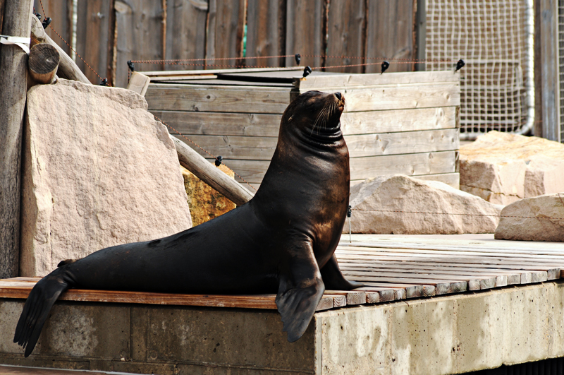 Californian sea lion male at Nurnberg