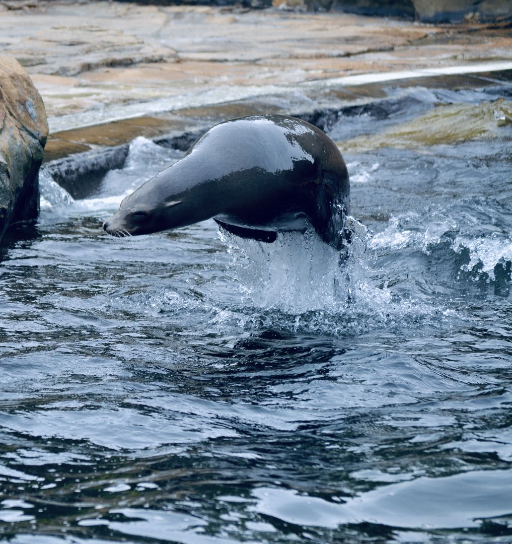 Californian Sea Lion - May 2022
