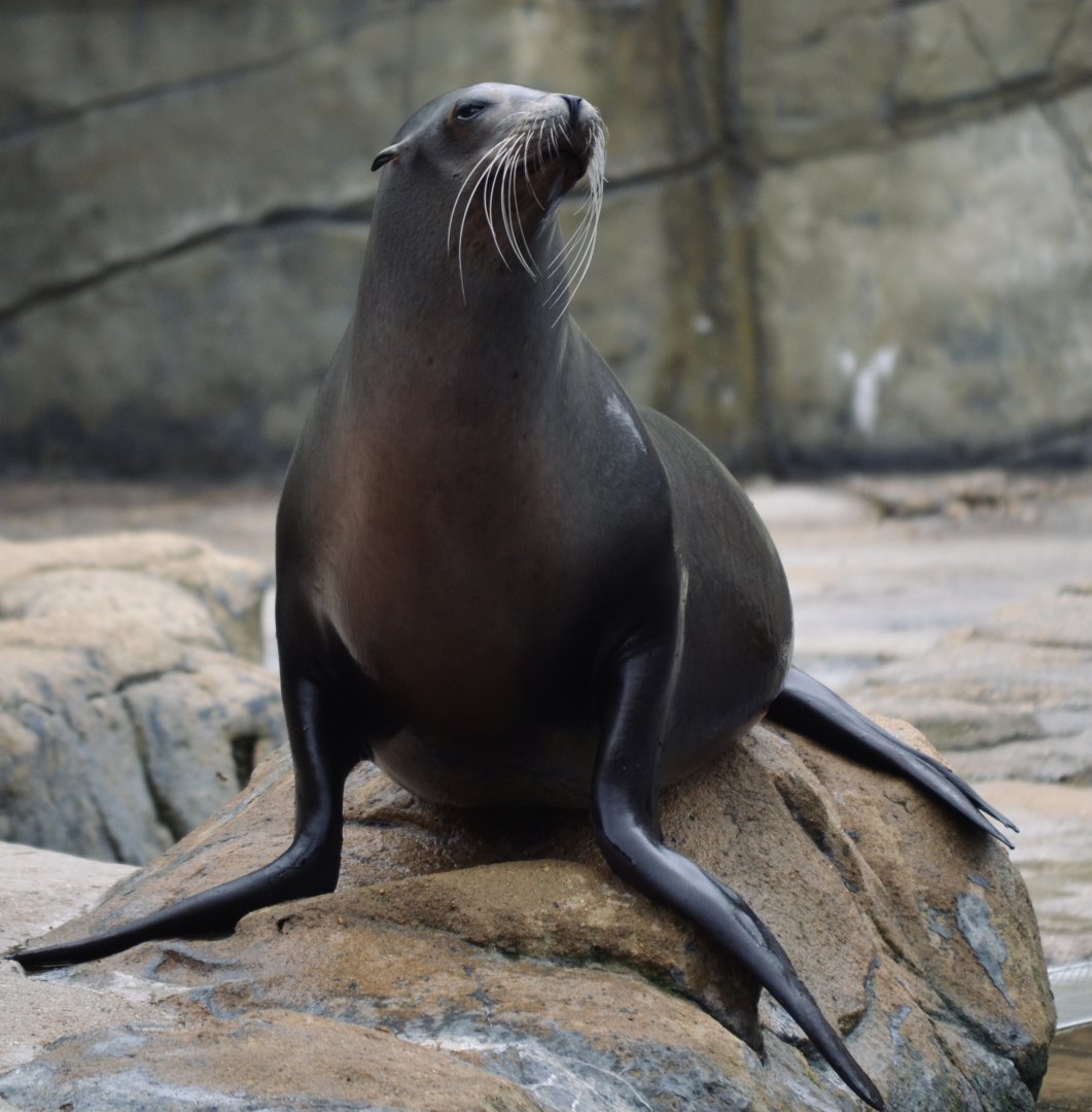 Californian Sea Lion - May 2022