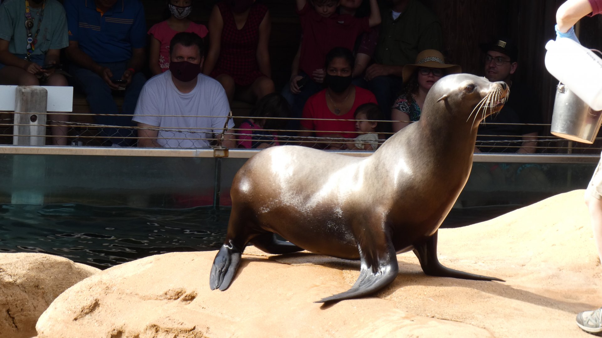 Californian Sea Lion, Northwest Passage - Sep. 2021