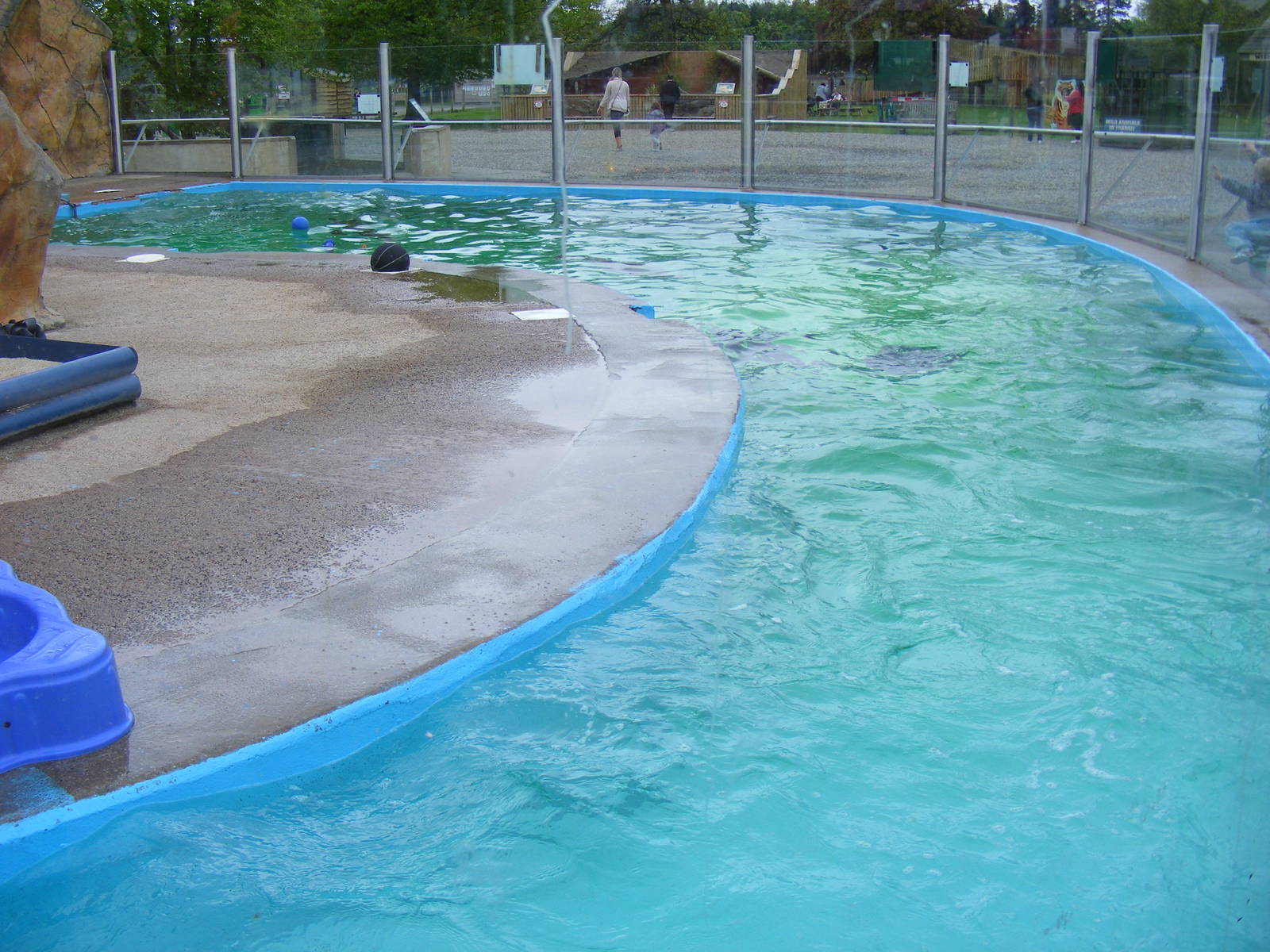 Californian sea lion outdoor pool at Blair Drummond Safari Park, 19 May 201