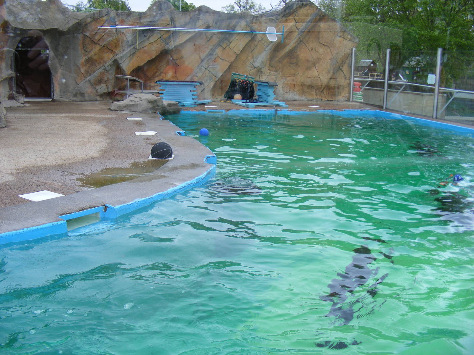Californian sea lion outdoor pool at Blair Drummond Safari Park, 19 May 201