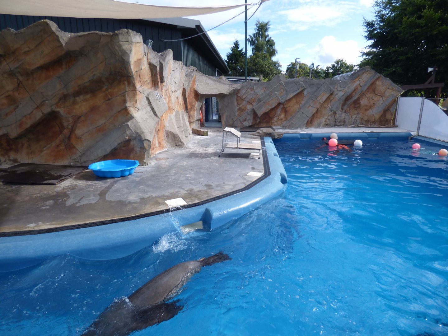 Californian Sea Lion Pool