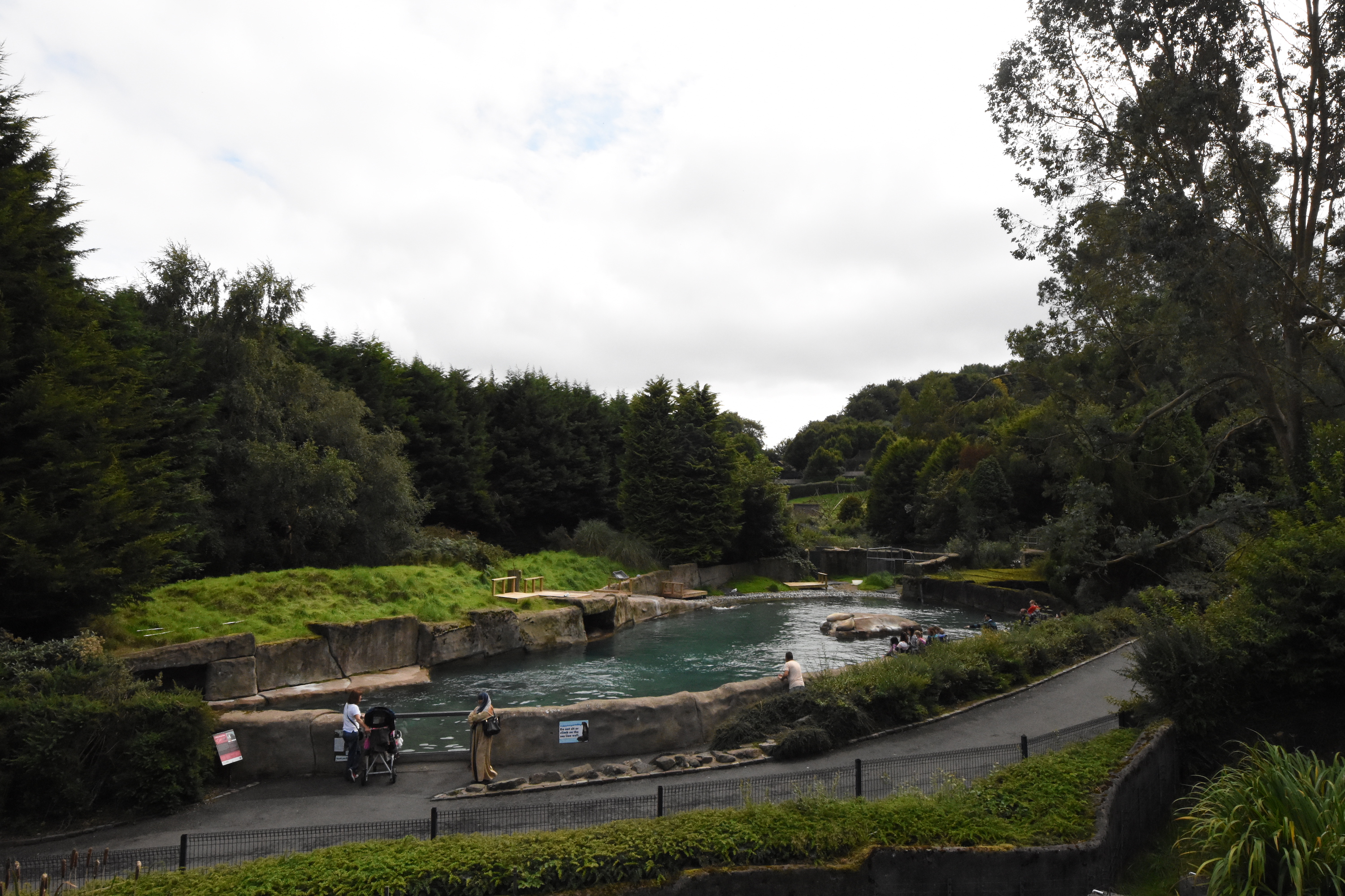 Californian sea lion pool