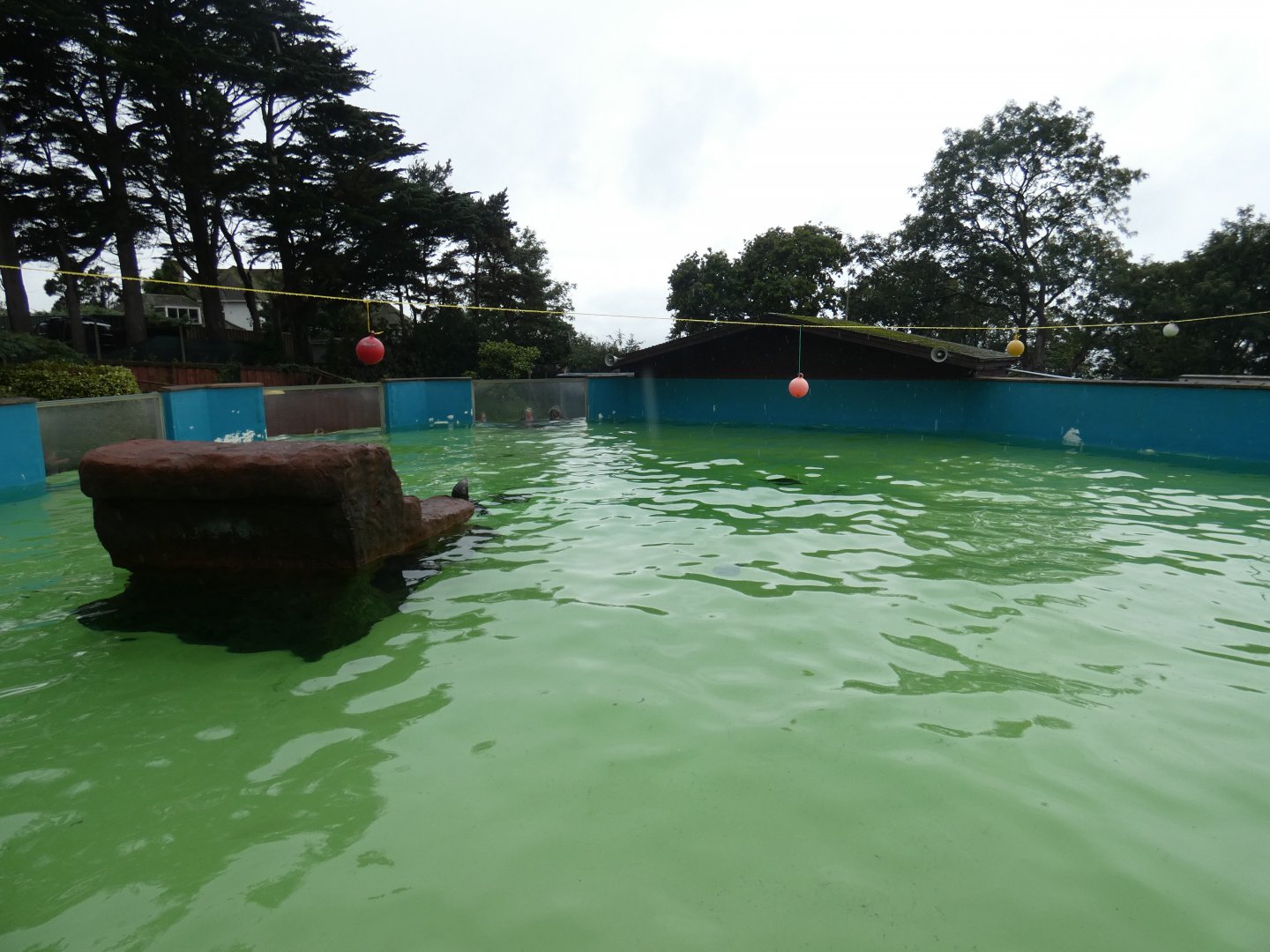 Californian Sea Lion pool