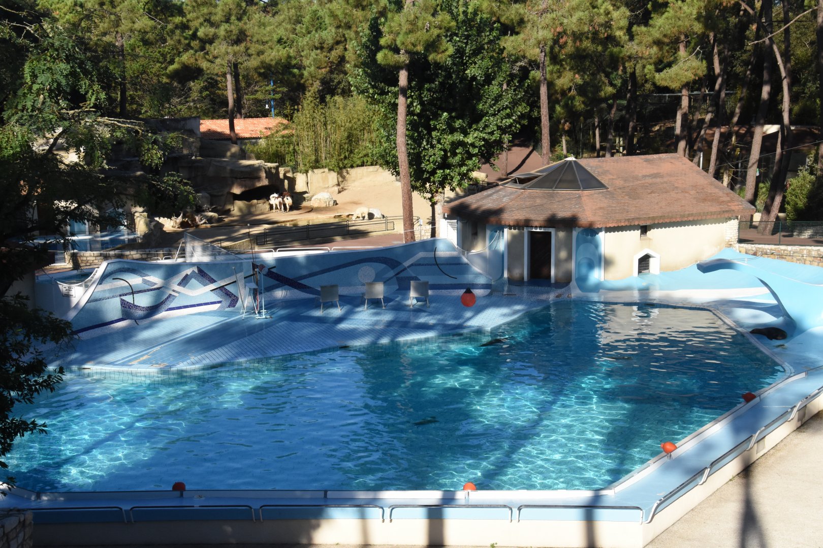 Californian Sea Lion pool