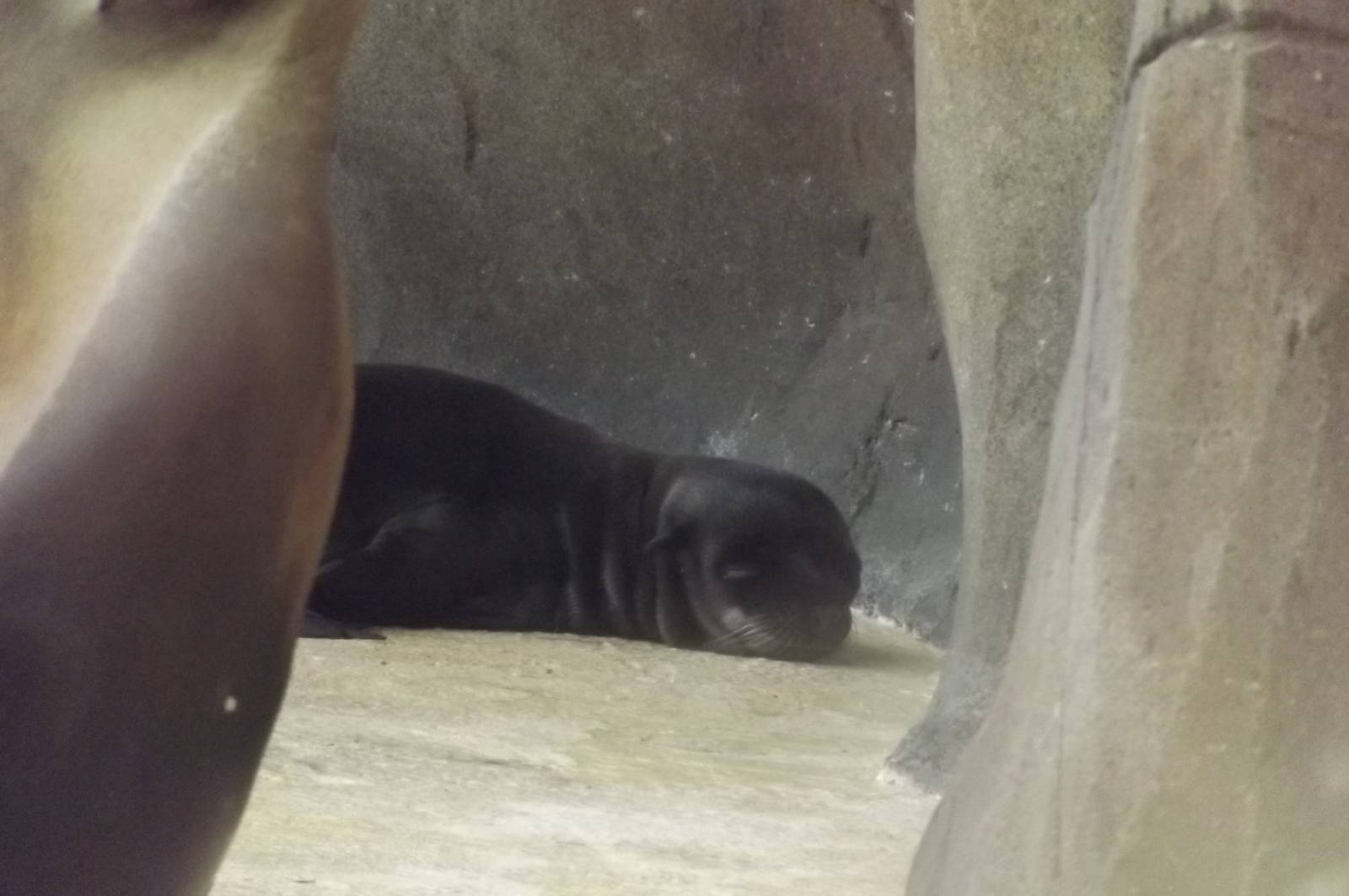 Californian Sea Lion pup at Blackpool Zoo 16/06/12